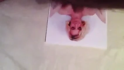 laura 2011'e saygı duruşu