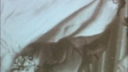 bağbozumu - cinsel fanteziler