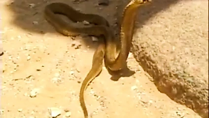 Kleopatra ve firavun