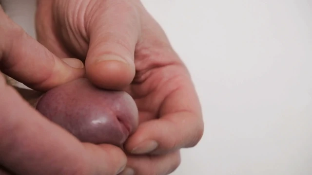 Çok yakın çekimde sünnet derisi ve penis başı, bir adam kalkmış sünnetsiz sikinin başını oynatıyor