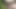 Kıllı götten sikiliyor