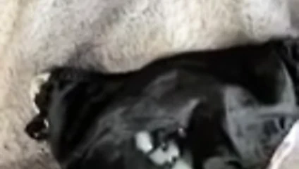 Karısının külot içine şişman yük çekim dostum