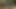 Parlak leohex tayt (açık havada tavus kuşu rengi)