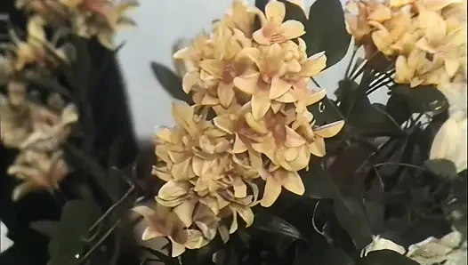 Çeşitli ikililer çok azgın