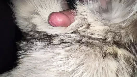 çakal kürk postu mastürbasyon ile Cum