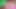 Latin trans kız pembe külot ile oynuyor küçük travesti göğüsleri ve onun şişman sert travesti kız horoz