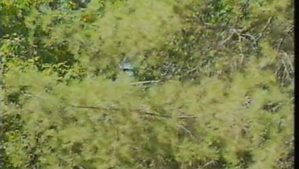 Güzel ve canavar 2 (1990)