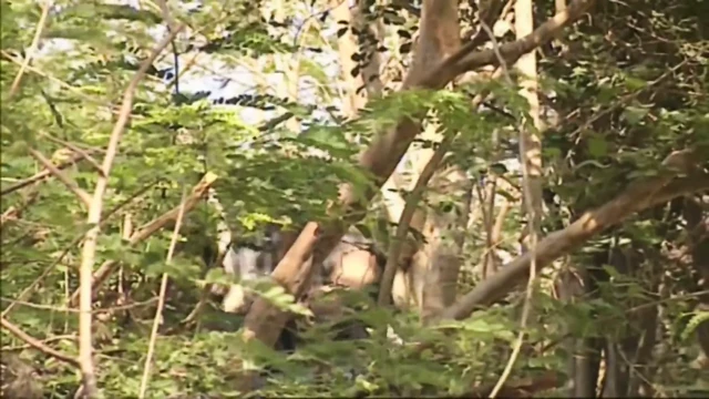 Özel film 24: ok ucu (1995)