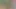 Bir kahve tarlasında gırtlağına kadar alıyor