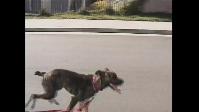 Southern belle baştan çıkarma sahnesi - bölüm 6