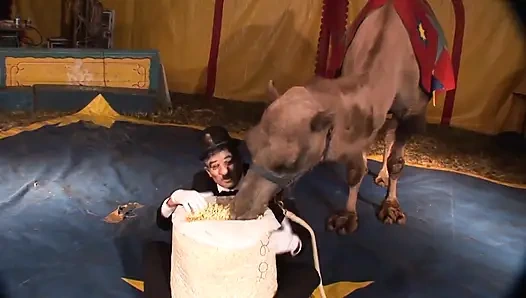 Pirsingli piliç götten sikiliyor