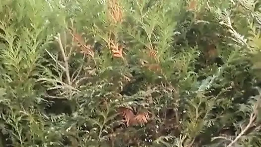 Güzel uzun boylu siyah sürtük kamera önünde ilk kez götten sikiliyor