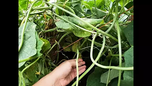 Şişman bir salatalık kıllı amcığımı esnetiyor