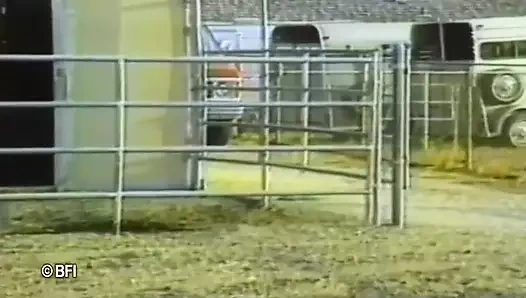 Evcil hayvan kızları eğitimi