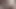 Dik bbw kedi oyun