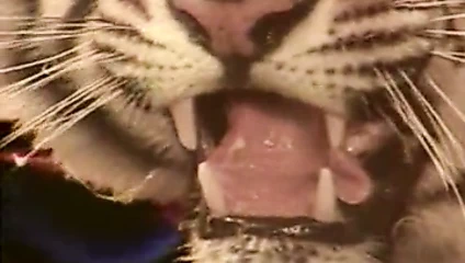 yasak bölgede rüyalar full izle