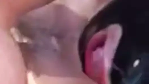 Maskeli ve yalama kedi