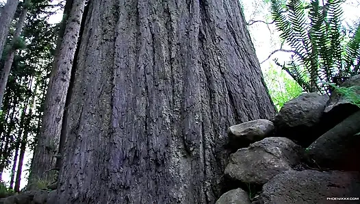 Chris ile ormanda mastürbasyon yapıyor