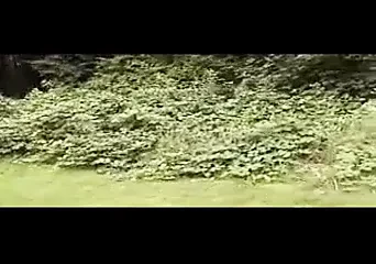 Bayan huşu - d seçimi