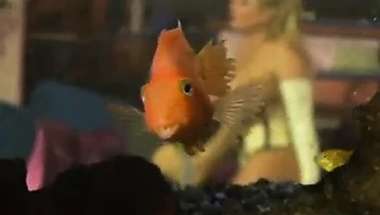 Ev temizlik hizmetleri