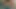 Dik karma eğitim yapan kacey Ürdün alır bir horoz içinde ona tatlı kedi