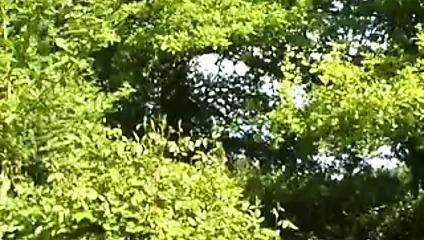 Grup sikme ile fransız civciv 3