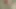 Dik memeli zenci bebek domaltılarak sikiliyor