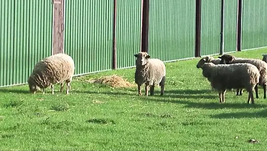 Almanya seks için çıldırıyor!!!