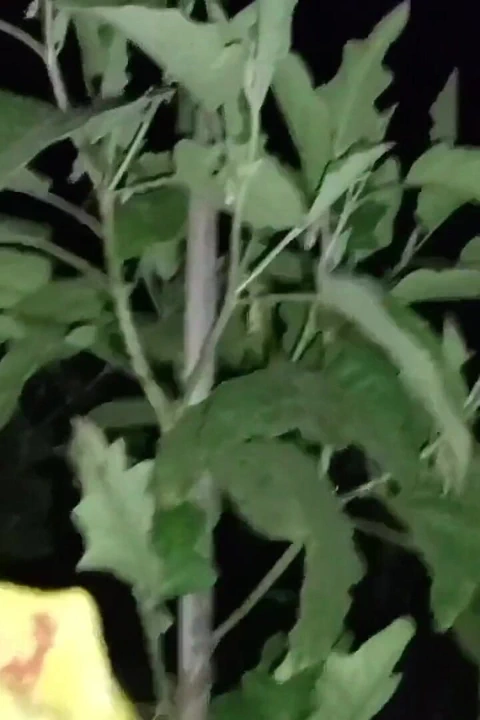 Açık havada hintli karım seks yapıyor