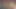 Minyon tatlı pepper xo hayranları için sert sikişmeden önce sert yarağını ellerine ve ağzına alıyor