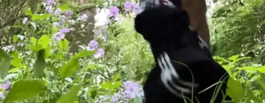 Tımarhaneden kaçtım ve kamışımı jatdinlerine bırakmadan önce