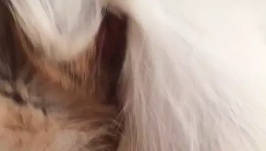 tilki kürk üzerinde Cum