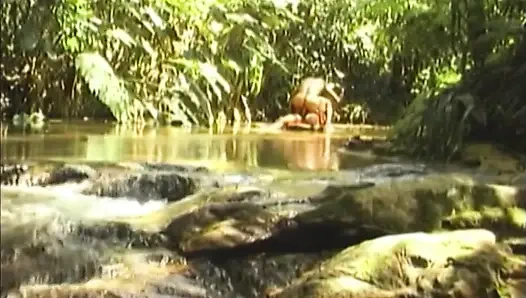 Ormanda anal esneme - olgun delikanlılar derinden