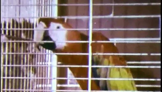 Mirjas verfuhrung (yıldız ışığı filmi)