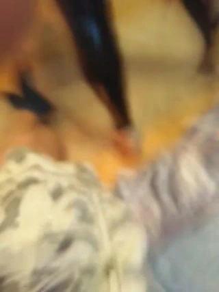 Sıvı tozluklarımın gösterisi