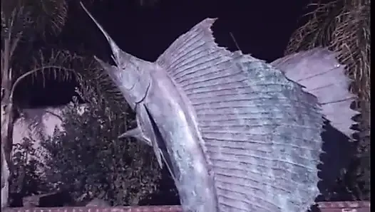 Güzel memeli dövmeli sarışın jakuzide sakso çektikten sonra yarağa binmeyi seviyor