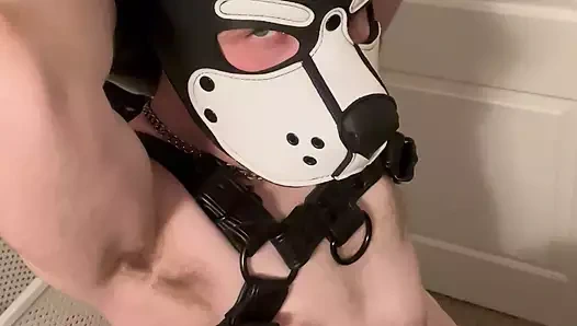 Alpha Pup Gooner Eğitimi