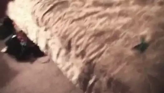 Aldatılan arşiv üç bbc bulls kahrolası korkak eş