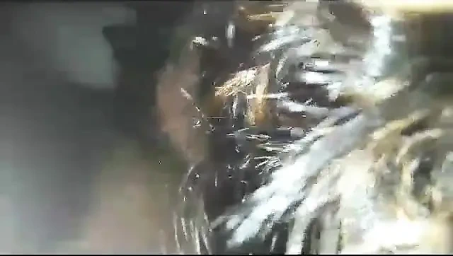 Beyaz kızların en iyi yarağı emdiğini kanıtlıyor