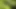 Grup sikme ile fransız civciv 3