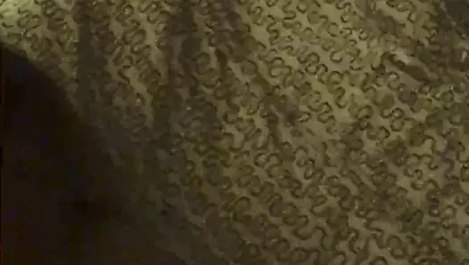 Damızlık her yerde benim kedi fışkırtma yapar