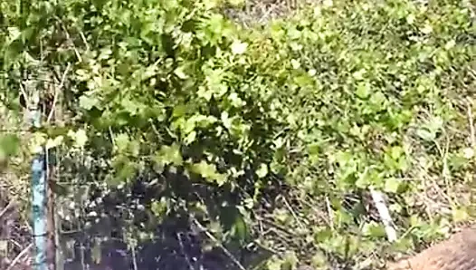 Napoli'de şahin yuvası