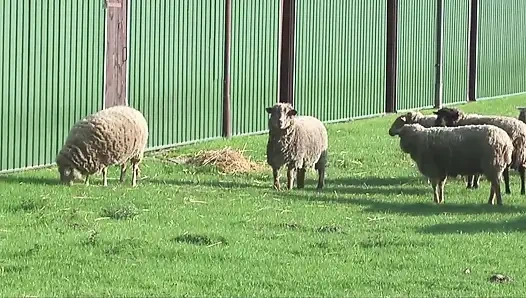 Alman büyük memeli nine/orta yaşlı seksi kadın