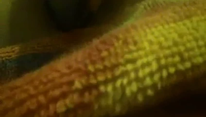 Deodorant şişesi oyun bölümü 1