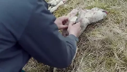 Eşcinsel romantizm: tanrının kendi ülkesi (2017). (gey ingiltere ve rumence)