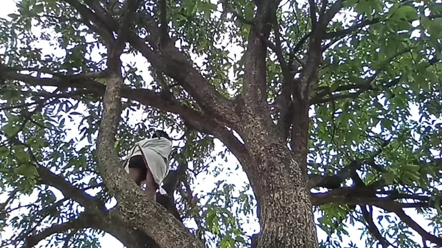 Mango tree and boy !