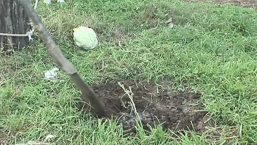 Büyük götlü nine memelere boşalmayı ve açık havada sikişmeyi seviyor