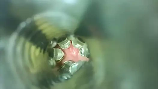 Erika meşesinin et ışığının içinde