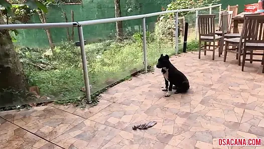 öğretmenim taşakları yüzüme sokuyor