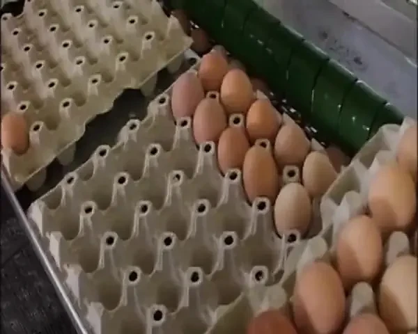 Islak amcıklarda kayan büyük yarak için ateşli hatunlar maonig ile açık havada sikiş derlemesi